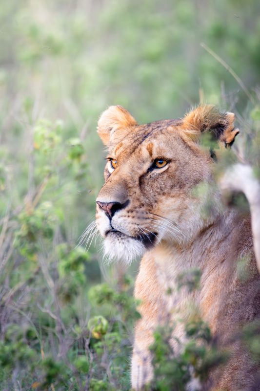 Löwenportrait aus einem Nationalpark in der Maasai Mara